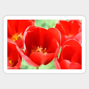 Tulipa  &#39;Sky High Scarlet&#39;   Single Late Tulip Sticker